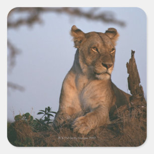 Lion 4 square sticker