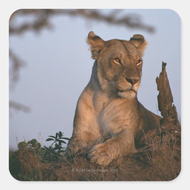 Lion 4 square sticker (Front)
