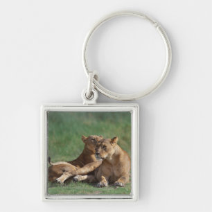 Lion 5 key ring