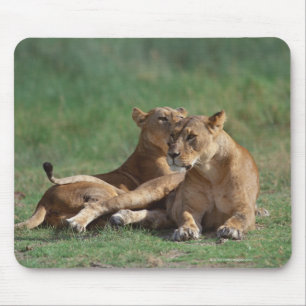 Lion 5 mouse pad