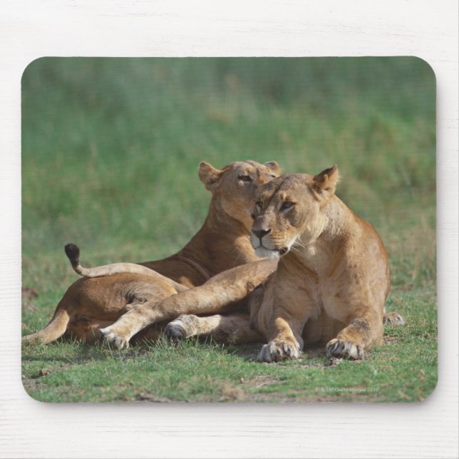 Lion 5 mouse pad (Front)