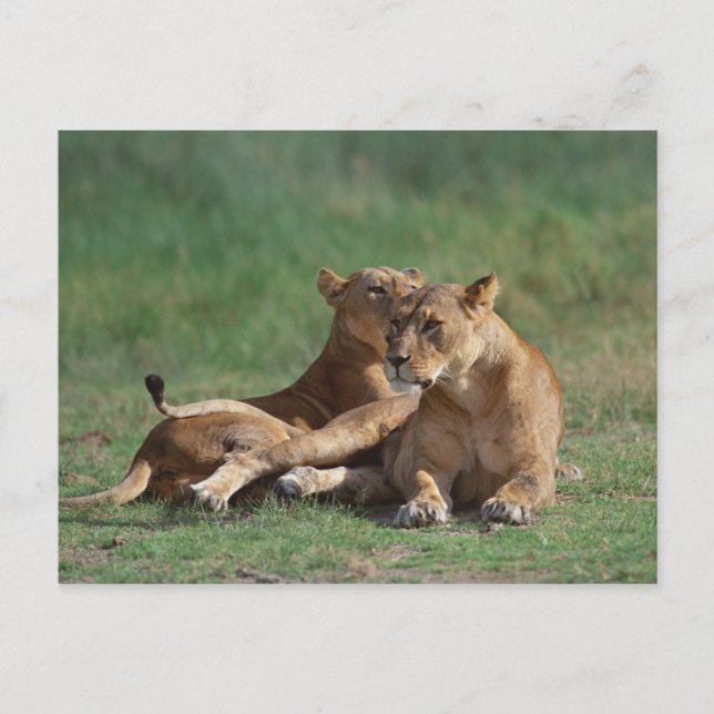 Lion 5 postcard (Front)