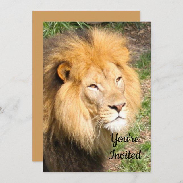 Lion 6918 Birthday Invitation (Front/Back)