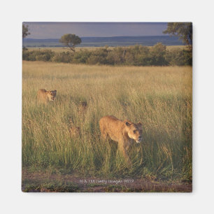 Lion 6 magnet