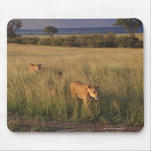 Lion 6 mouse pad