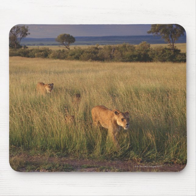 Lion 6 mouse pad (Front)