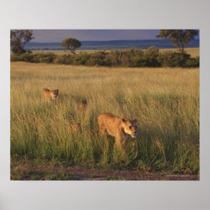 Lion 6 poster