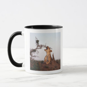 Lion 7 mug