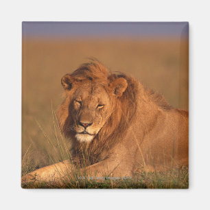 Lion 8 magnet