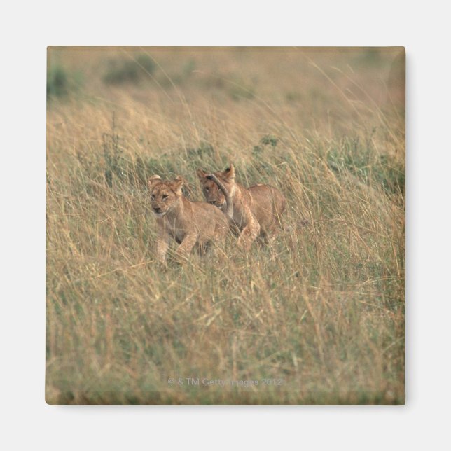 Lion 9 magnet (Front)