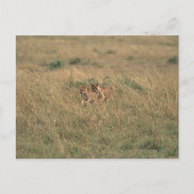 Lion 9 postcard (Front)