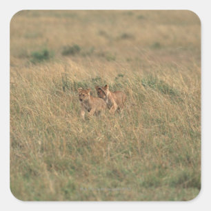 Lion 9 square sticker