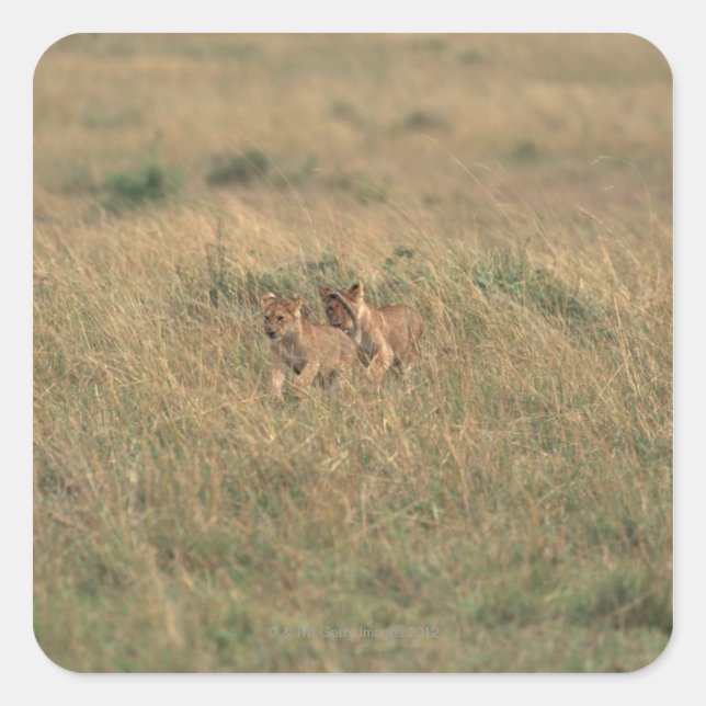 Lion 9 square sticker (Front)