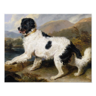 Lion: A Newfoundland Dog Photo Enlargement Print