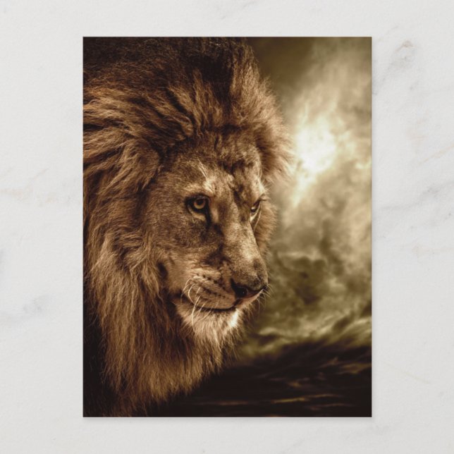 Lion against stormy sky postcard (Front)