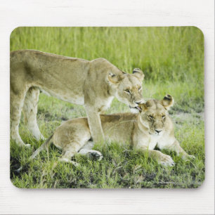 Lion and lioness, Africa Mouse Pad