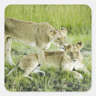 Lion and lioness, Africa Square Sticker