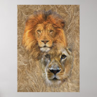 Lion and Lioness from Africa