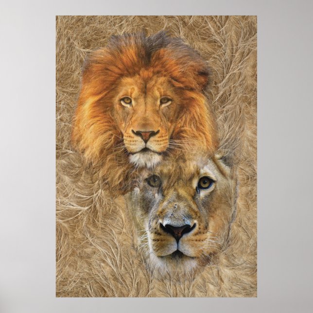 Lion and Lioness from Africa Poster (Front)