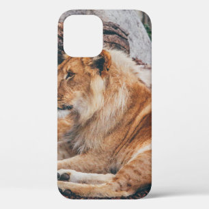 LION AND LIONESS LYING ON BROWN SURFACE iPhone 12 CASE