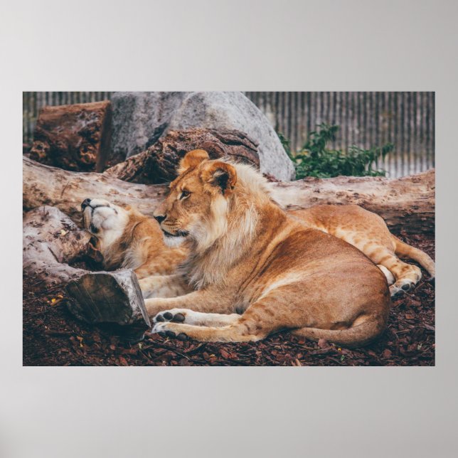 LION AND LIONESS LYING ON BROWN SURFACE POSTER (Front)