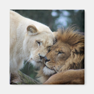 Lion and Lioness Magnet