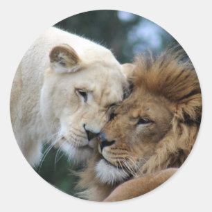 Lion and Lioness Nuzzling Classic Round Sticker