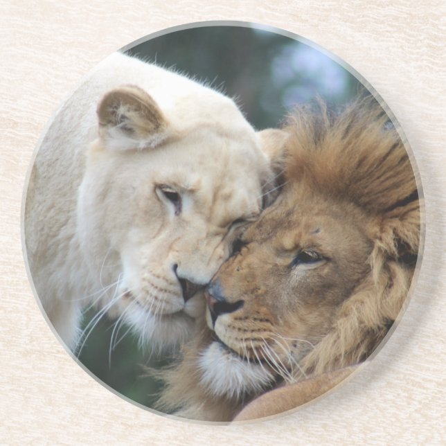 Lion and Lioness Nuzzling Coaster (Front)
