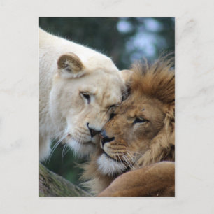Lion and Lioness Postcard