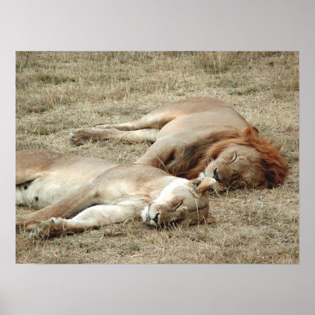 Lion and Lioness Sleeping Poster (Front)