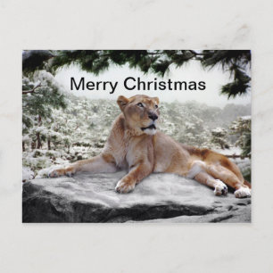 Lion at Christmas Holiday Postcard