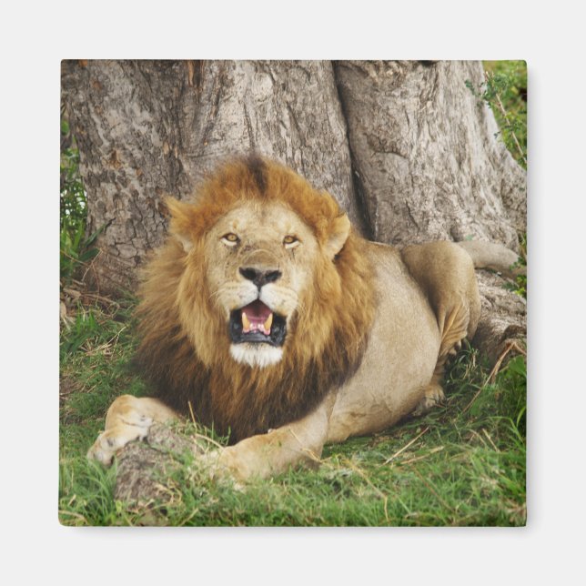 Lion at Maasai Mara 1 Magnet (Front)