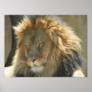 lion at sleep poster