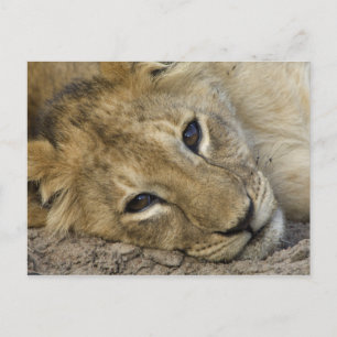 Lion Baby Postcard