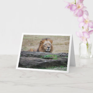 Lion Behind Rock Card