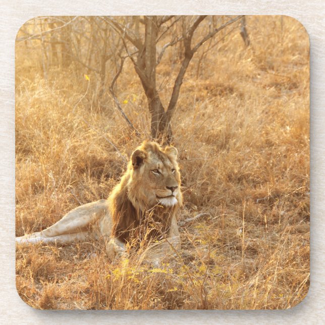 Lion Beverage Coaster (Front)