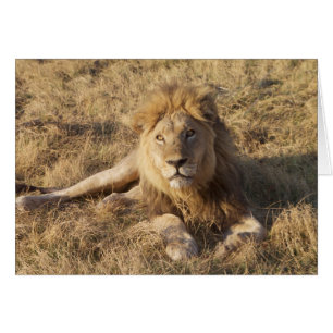 Lion Card