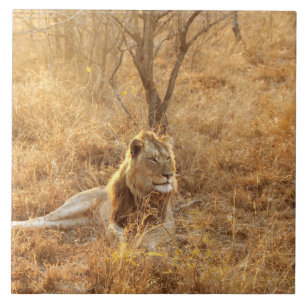 Lion Ceramic Tile