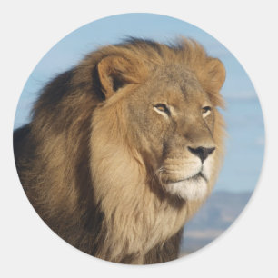 Lion Classic Round Sticker
