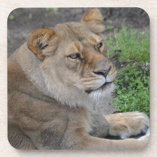 Lion Coaster (Front)