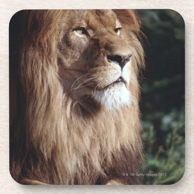 lion coaster (Front)