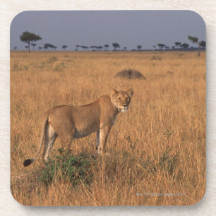 Lion Coaster