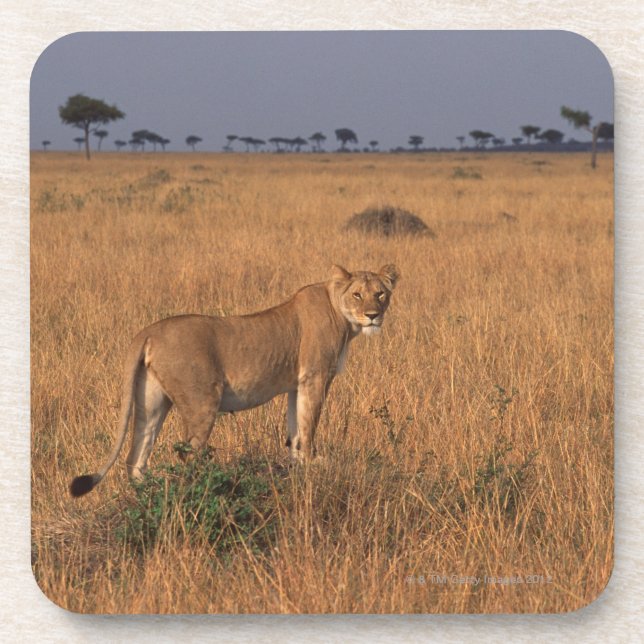 Lion Coaster (Front)