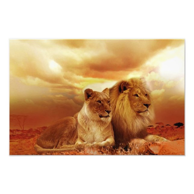 Lion couple in the safari photo print (Front)