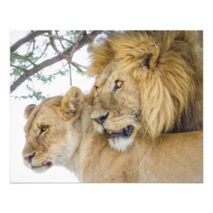 Lion Couple Photo Print