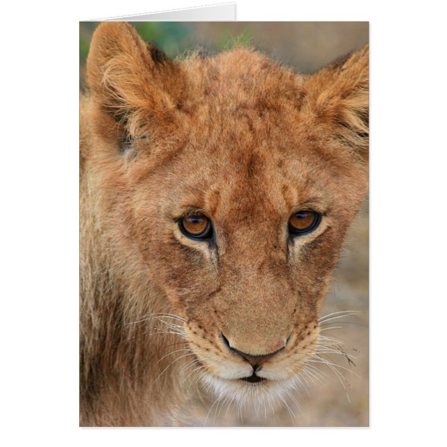 Lion Cub (Front)