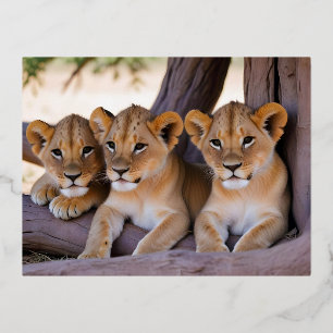 Lion Cub Animal Nature Wildlife Affection Caring Foil Holiday Postcard