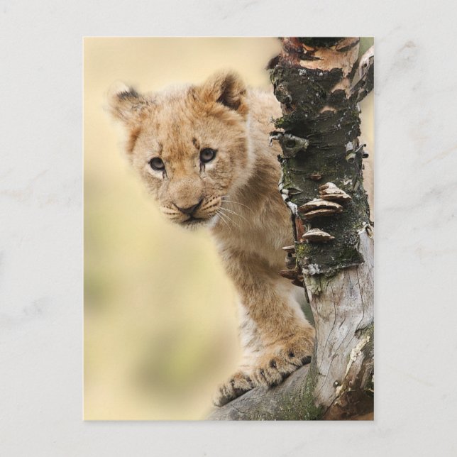 Lion Cub Climbing Tree Cute Photo Postcard (Front)