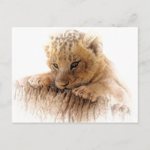 Lion cub close cute eyes lookout postcard