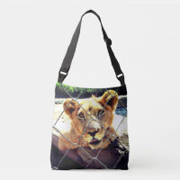 Lion Cub